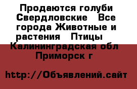 Продаются голуби Свердловские - Все города Животные и растения » Птицы   . Калининградская обл.,Приморск г.